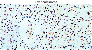Cyclin B1 Rabbit Polyclonal Antibody