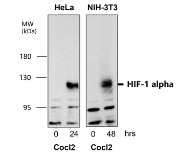 HIF1A Rabbit Polyclonal Antibody