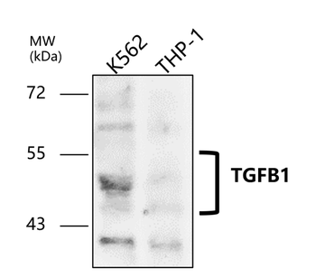 TGF beta 1 Rabbit Polyclonal Antibody