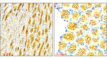 VEGF Rabbit Polyclonal Antibody