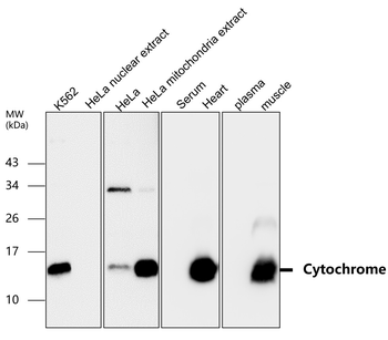 Cytochrome C Rabbit Polyclonal Antibody