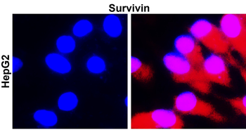 Survivin Rabbit Polyclonal Antibody