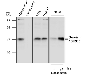 Survivin Rabbit Polyclonal Antibody
