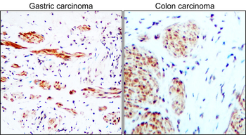 PARP1 Rabbit Polyclonal Antibody