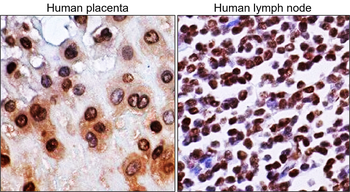 PARP1 Rabbit Polyclonal Antibody