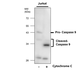 Caspase-9 cleaved Asp315 Rabbit Polyclonal Antibody