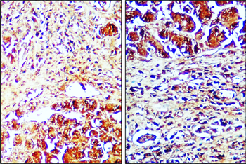 Caspase-8 Cleaved Rabbit Polyclonal Antibody