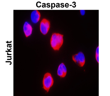 Caspase-3 cleaved p17 Rabbit Polyclonal Antibody