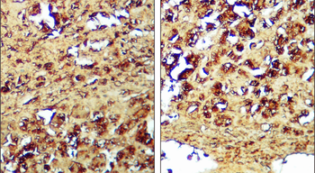 Caspase-3 cleaved p17 Rabbit Polyclonal Antibody