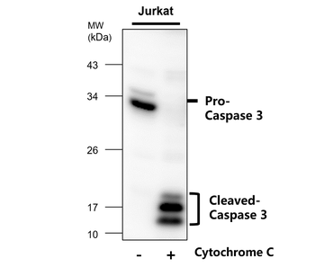 Caspase-3 cleaved p17 Rabbit Polyclonal Antibody