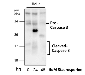 Caspase-3 cleaved p17 Rabbit Polyclonal Antibody