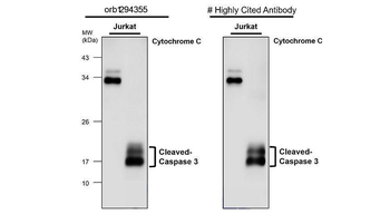 Caspase-3 cleaved p17 Rabbit Polyclonal Antibody