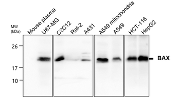 BAX Rabbit Polyclonal Antibody