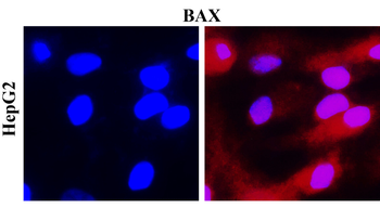 BAX Rabbit Polyclonal Antibody
