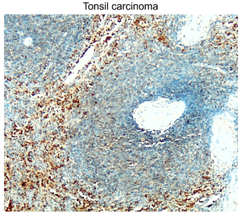 BAX Rabbit Polyclonal Antibody