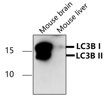 LC3B Rabbit Polyclonal Antibody