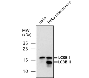 LC3B Rabbit Polyclonal Antibody