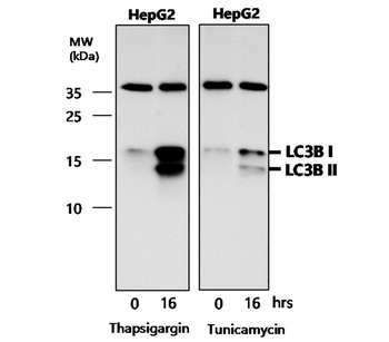 LC3B Rabbit Polyclonal Antibody