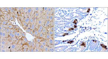 LC3B Rabbit Polyclonal Antibody