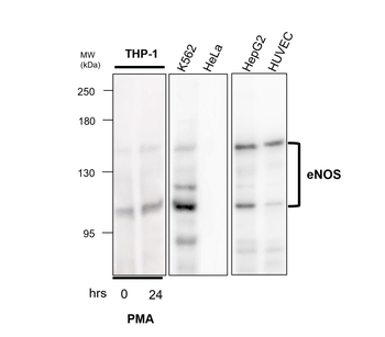 eNOS Rabbit Polyclonal Antibody