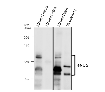 eNOS Rabbit Polyclonal Antibody