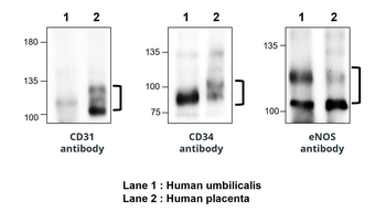 eNOS Rabbit Polyclonal Antibody