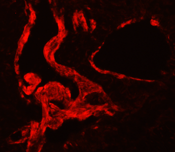 eNOS Rabbit Polyclonal Antibody