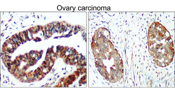 eNOS Rabbit Polyclonal Antibody