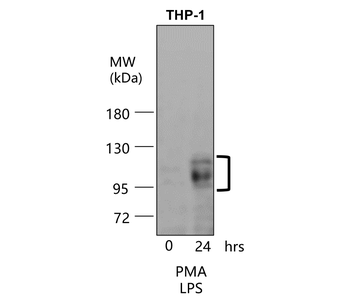 ICAM-1 Rabbit Polyclonal Antibody