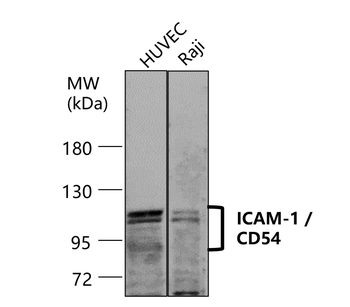ICAM-1 Rabbit Polyclonal Antibody