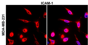 ICAM-1 Rabbit Polyclonal Antibody