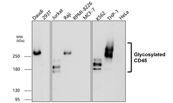 CD45 (Intracellular) Rabbit Polyclonal Antibody