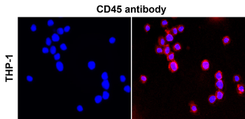 CD45 (Intracellular) Rabbit Polyclonal Antibody