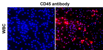 CD45 (Intracellular) Rabbit Polyclonal Antibody