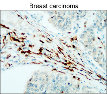 CD45 (Intracellular) Rabbit Polyclonal Antibody