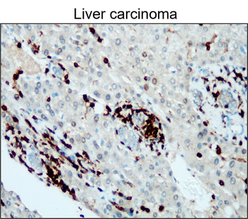 CD45 (Intracellular) Rabbit Polyclonal Antibody
