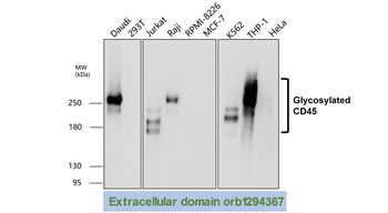CD45 (Extracellular) Rabbit Polyclonal Antibody