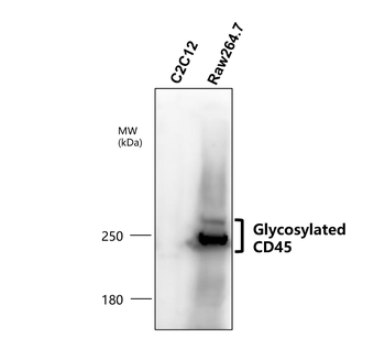 CD45 (Extracellular) Rabbit Polyclonal Antibody