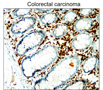 CD45 (Extracellular) Rabbit Polyclonal Antibody