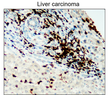 CD45 (Extracellular) Rabbit Polyclonal Antibody
