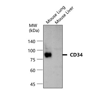 CD34 Rabbit Polyclonal Antibody
