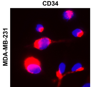 CD34 Rabbit Polyclonal Antibody