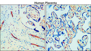 CD34 Rabbit Polyclonal Antibody