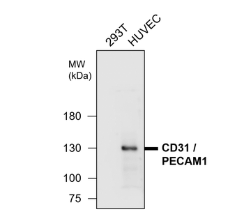 CD31 Rabbit Polyclonal Antibody
