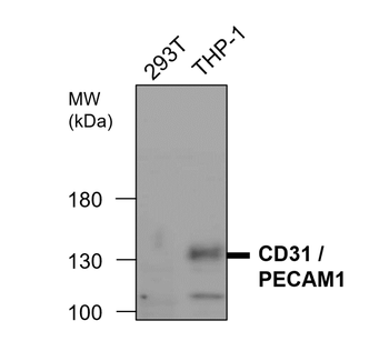 CD31 Rabbit Polyclonal Antibody