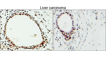 CD31 Rabbit Polyclonal Antibody