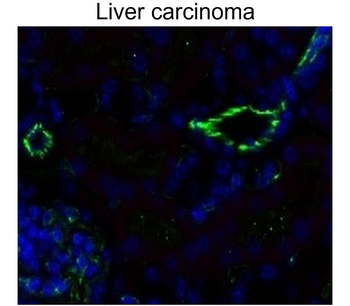 CD31 Rabbit Polyclonal Antibody