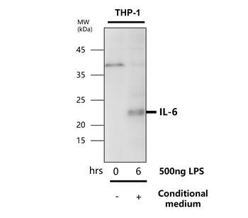 IL-6 Rabbit Polyclonal Antibody