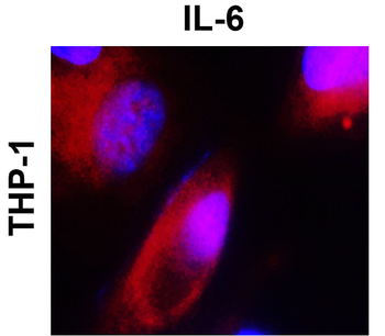 IL-6 Rabbit Polyclonal Antibody