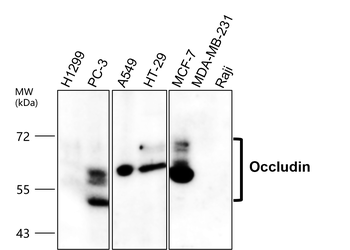 OCLN Rabbit Polyclonal Antibody
